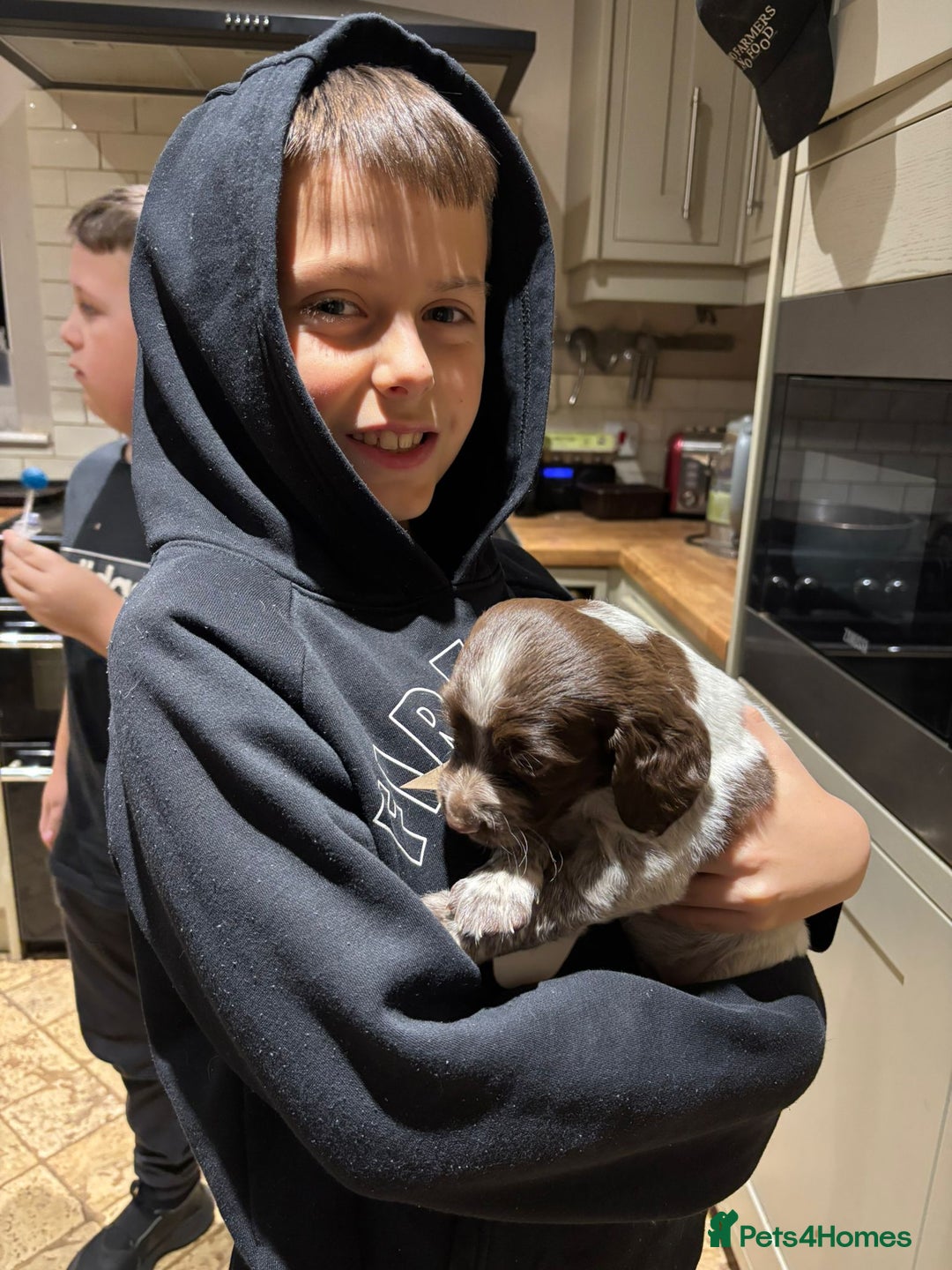 Mixed Breed dogs for sale: Mixed spaniels  - Advert 14