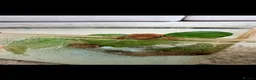 Gecko reptiles for sale: Crested gecko babies  - Advert 10
