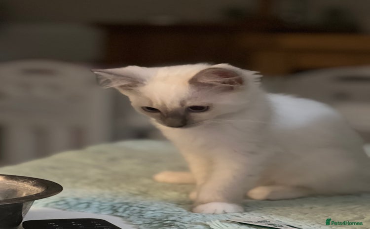 Ragdoll cats - Advert 4