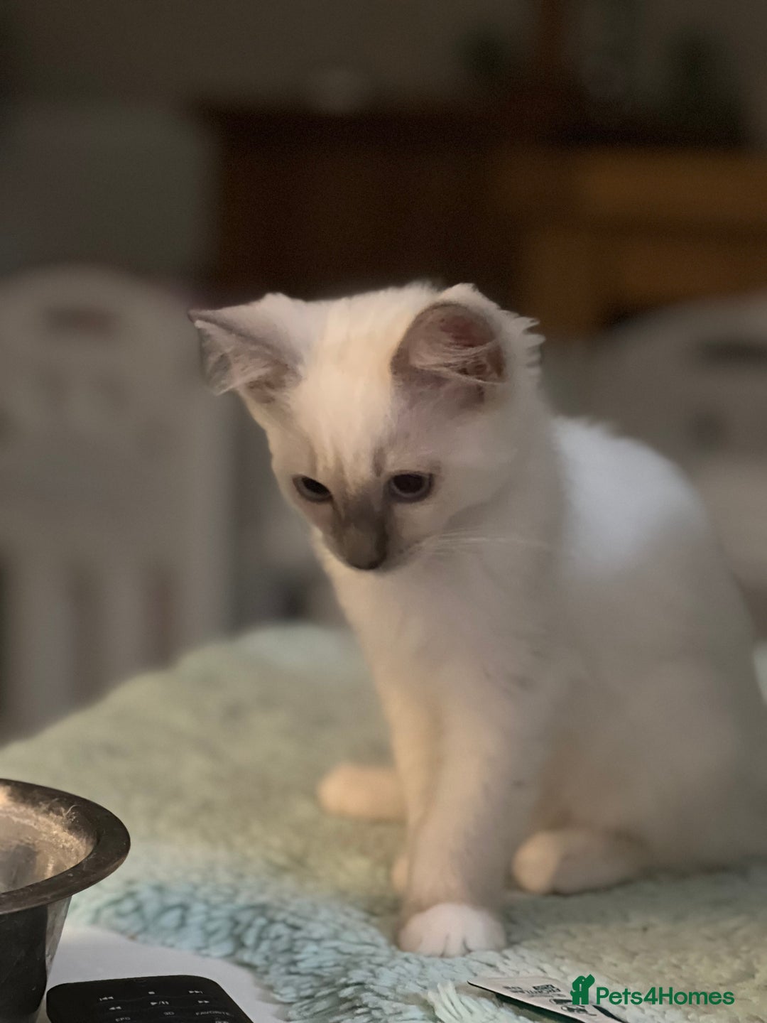 Ragdoll cats for sale: Ragdoll kittens Blue, Lilac & flame or blue/seal - Image 2