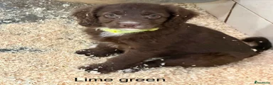 Sproodle Puppy 5, Chocolate girl, Lime green collar