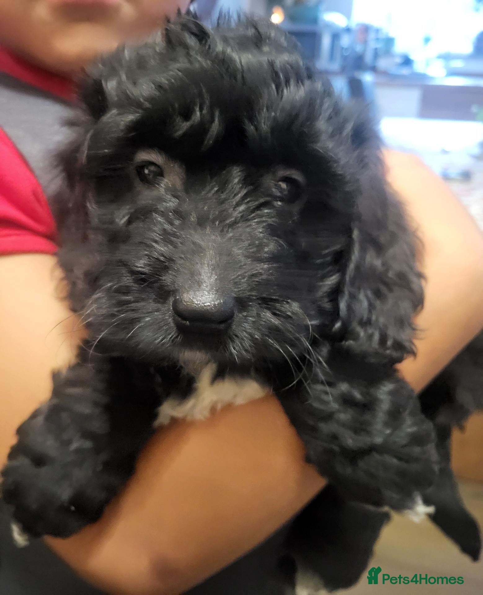 Cockapoo dogs Beautiful cockapoo girl puppies READY Now 🏡  - Advert 2