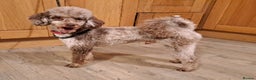 Miniature Poodle dogs for stud: Proven Chocolate Merle Poodle available for stud in Saint Austell - Advert 3