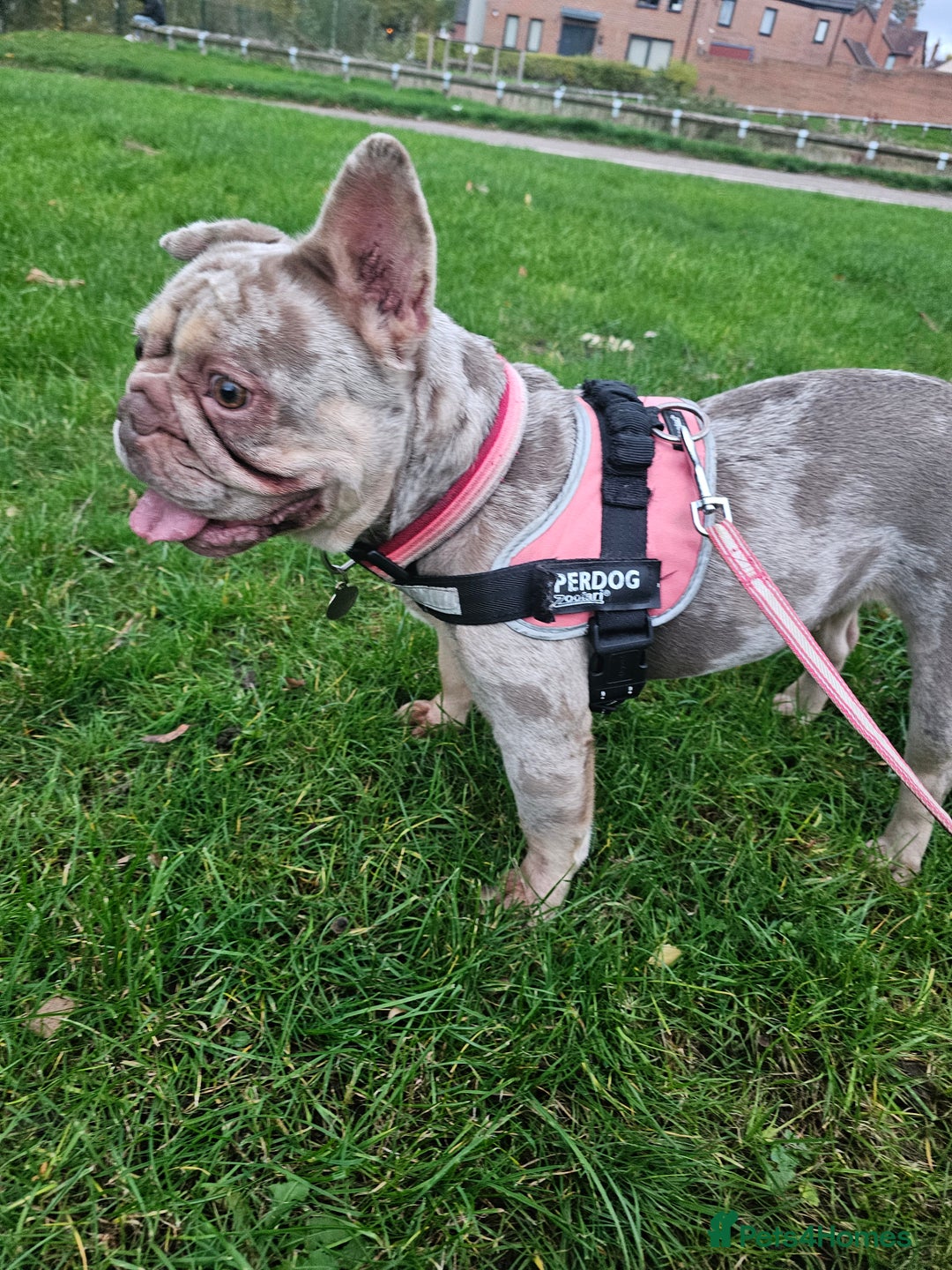 French Bulldog dogs for sale: Female 2 1/2 Yr old French bulldog - Advert 16