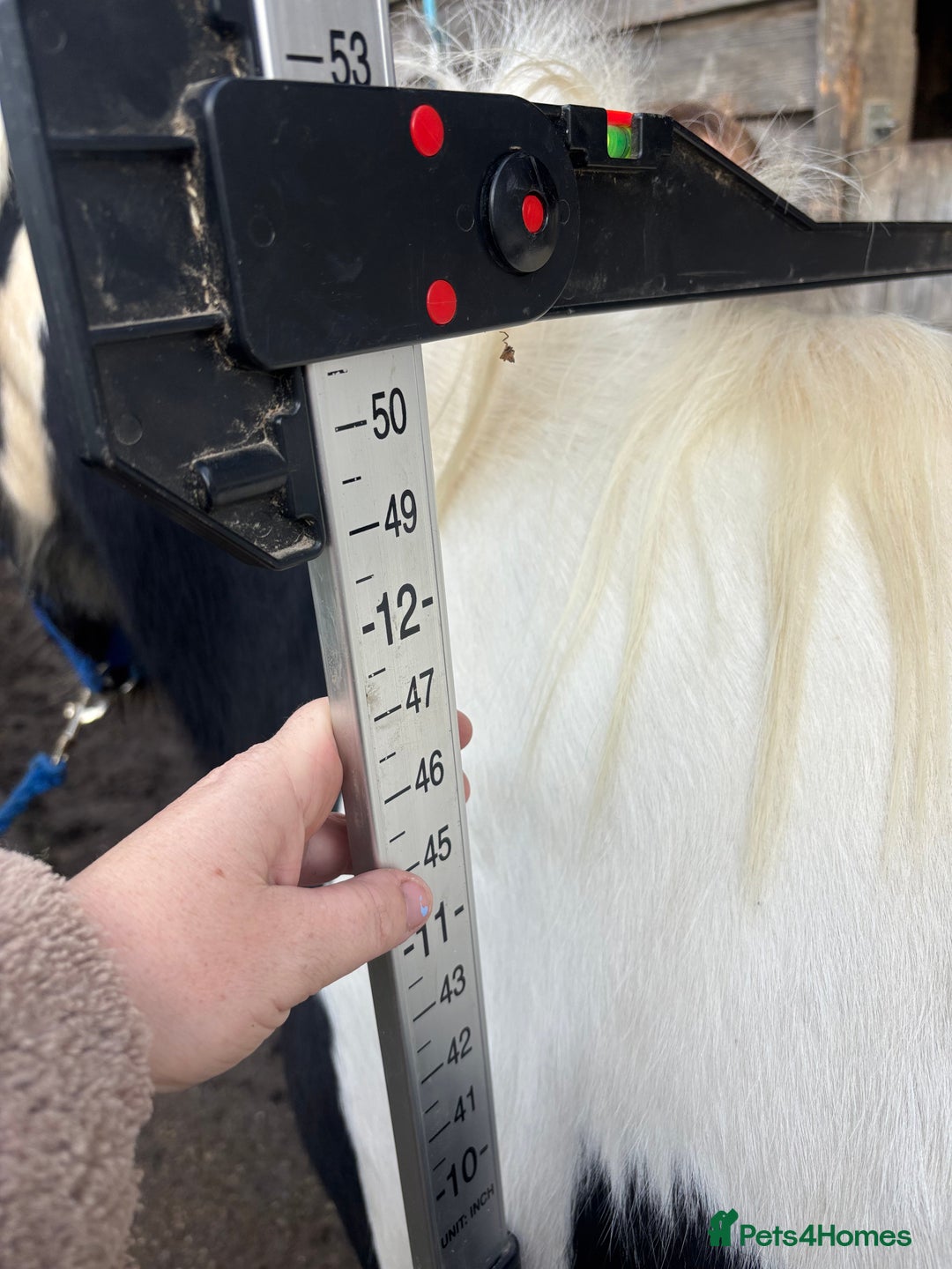 Irish Cob horses for sale: Pc pony / family ,rda lr  - Advert 5