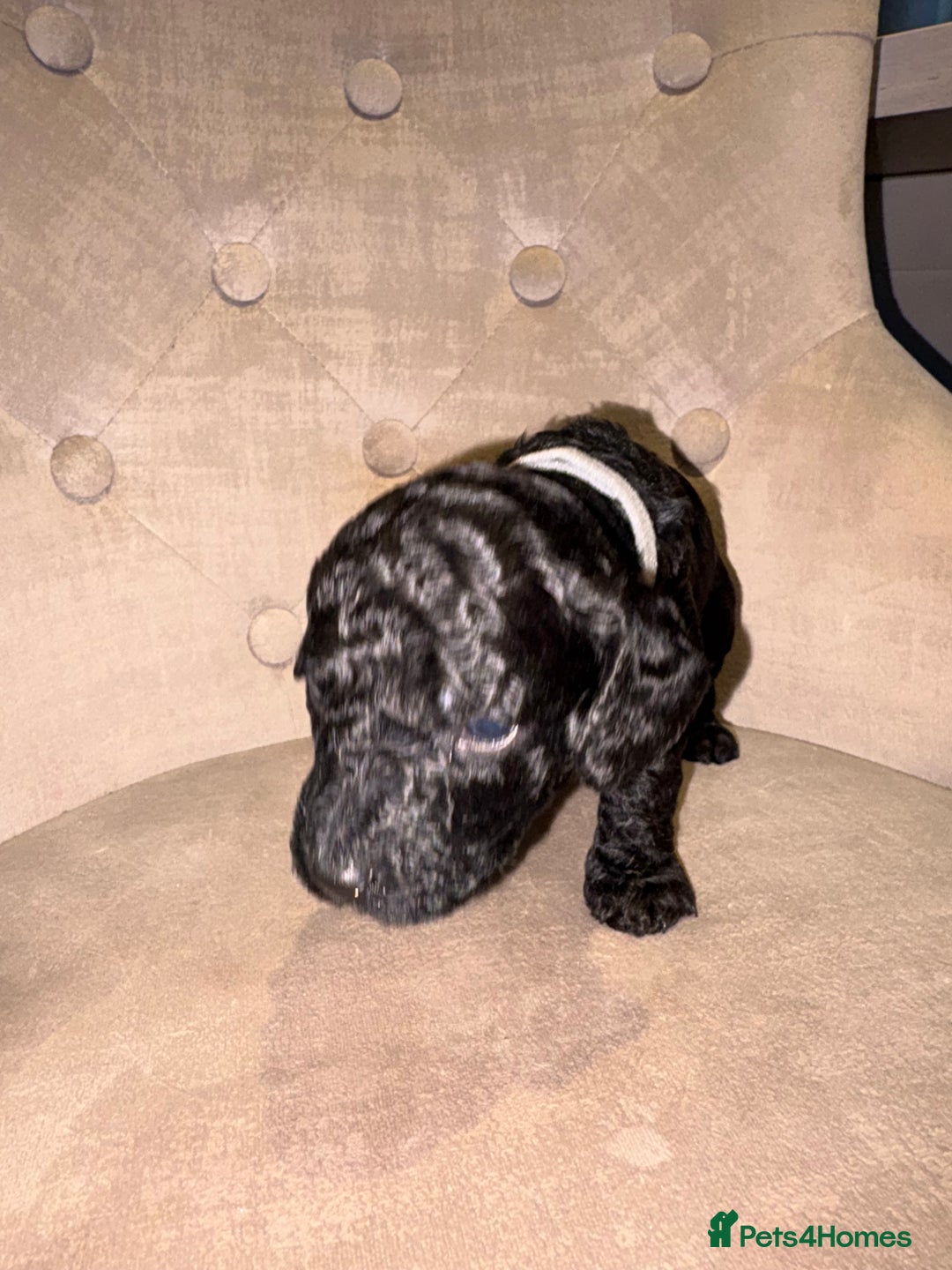 Cockapoo dogs for sale: Beautiful litter of 10 Cockapoo pups  - Advert 18