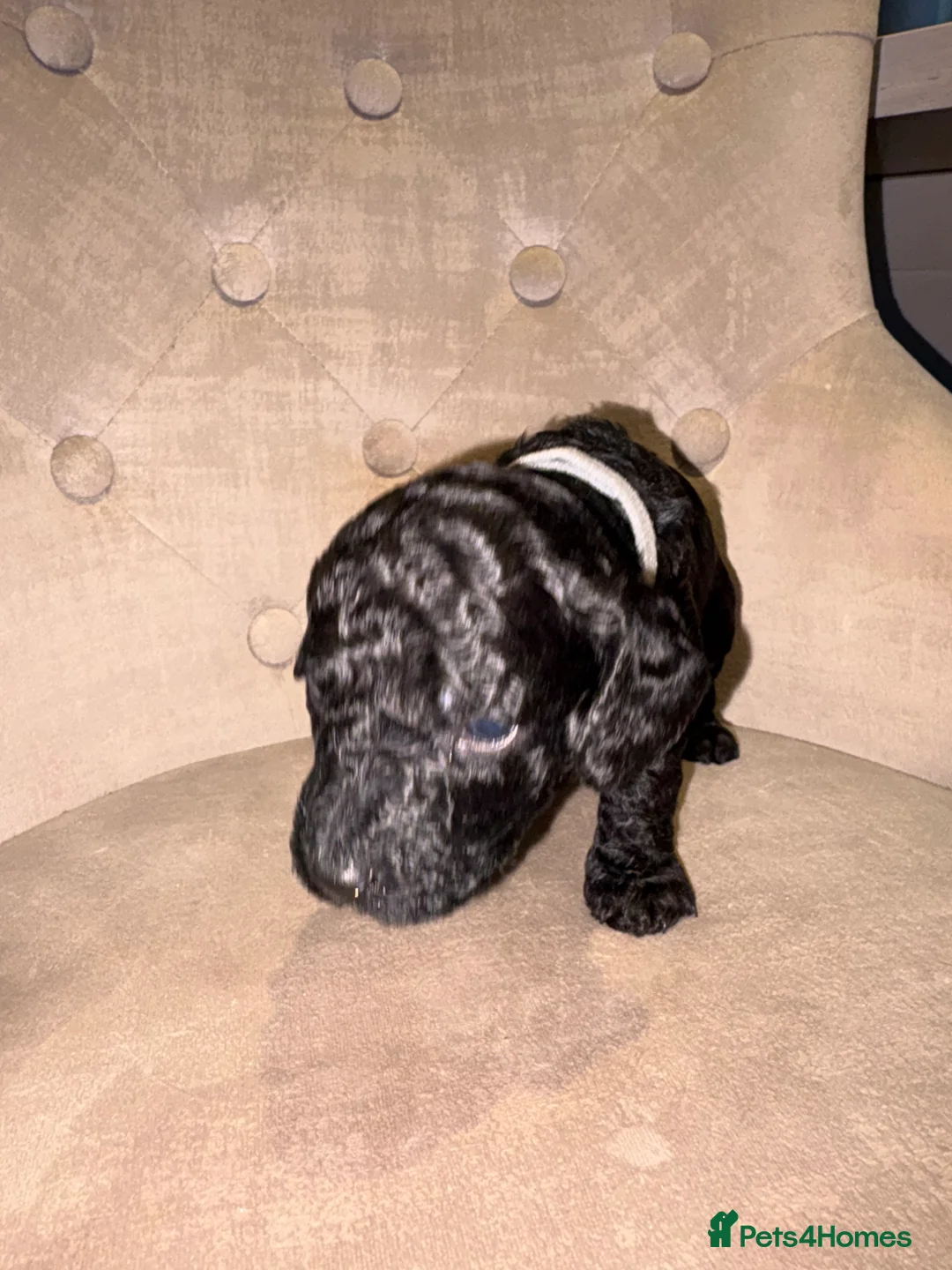 Cockapoo dogs for sale: Beautiful litter of 10 Cockapoo pups  - Advert 18