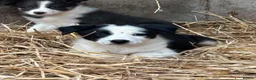 Border Collie dogs for sale: 7 collie puppies for sale  in Okehampton - Advert 18