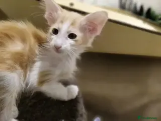 Oriental cats Stunning Cream and White Longhair Oriental - Advert 2