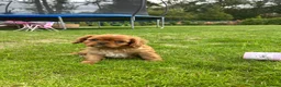 Cavalier King Charles Spaniel dogs for sale: We have two deep red Cavaliers available - Advert 7