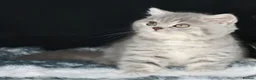 British Shorthair cats for sale: Tica registered British Shorthair kittens  - Advert 20