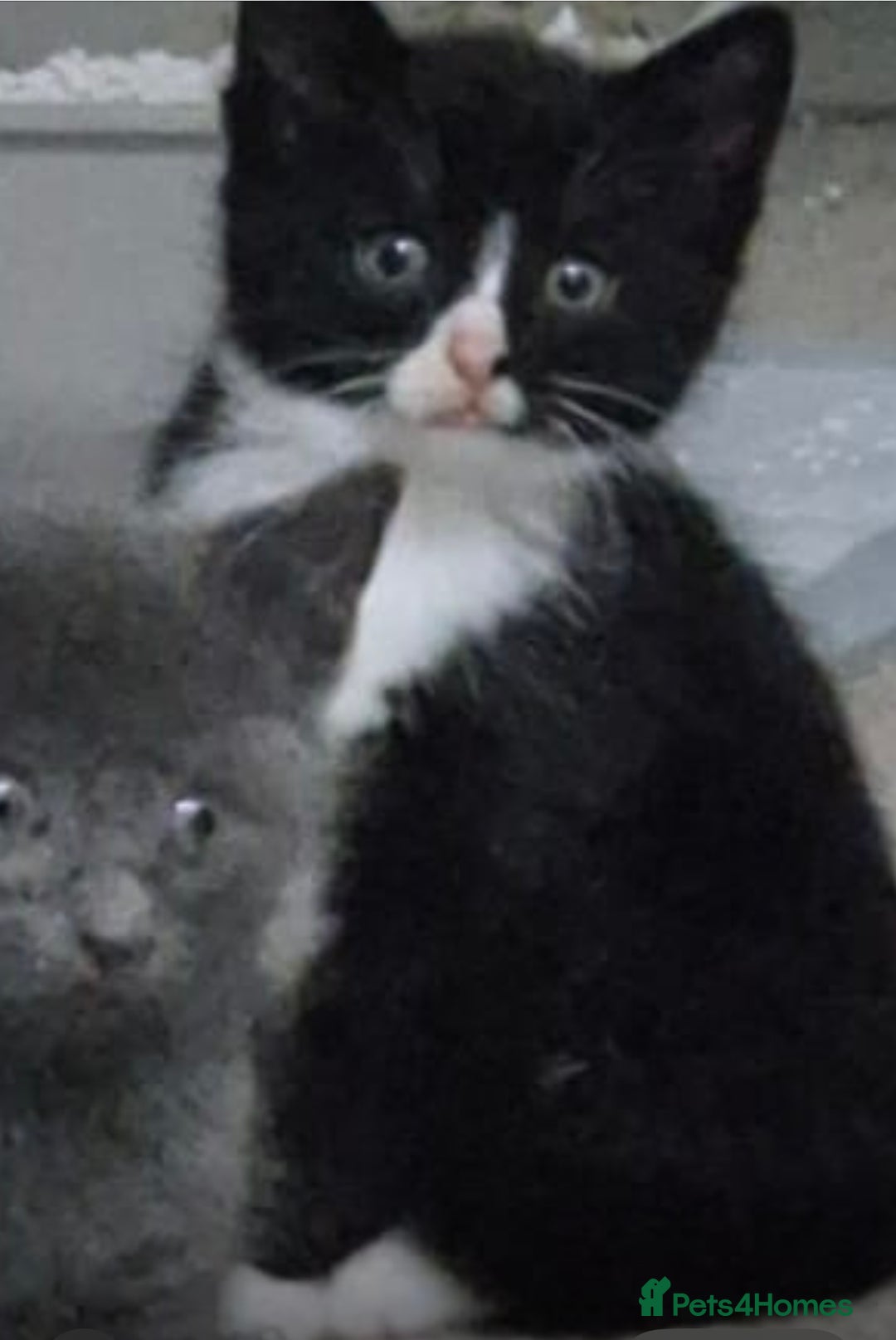 British Shorthair cats for sale: 4 kittens are available now  - Advert 7