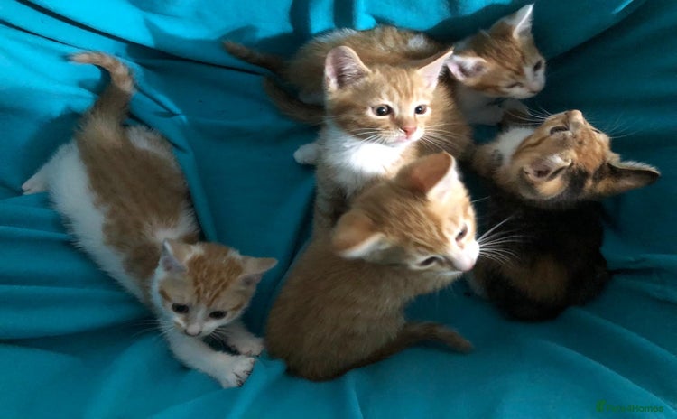 Mixed Breed cats for sale - Advert 1