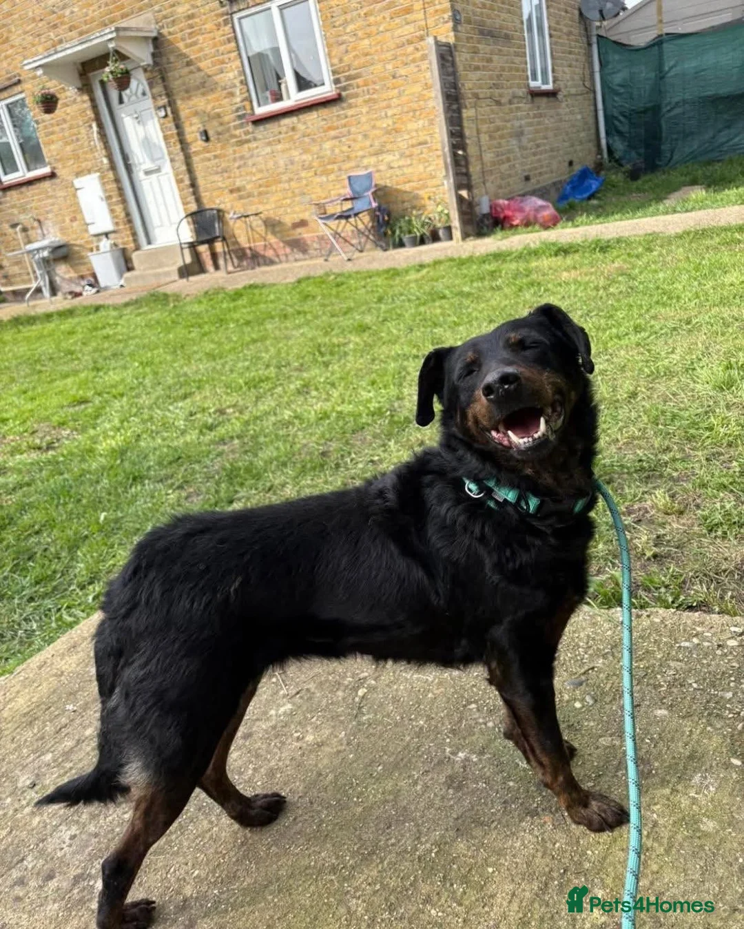 Mixed Breed dogs for adoption: Cute Cassia - Advert 4