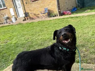 Mixed Breed dogs Cute Cassia - Advert 6