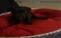 Patterdale Terrier dogs for sale: Patterdale  - Image 1