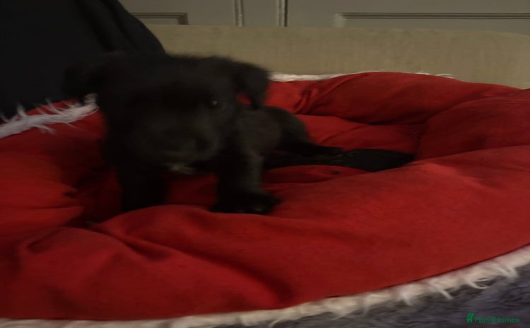 Patterdale Terrier dogs - Advert 1