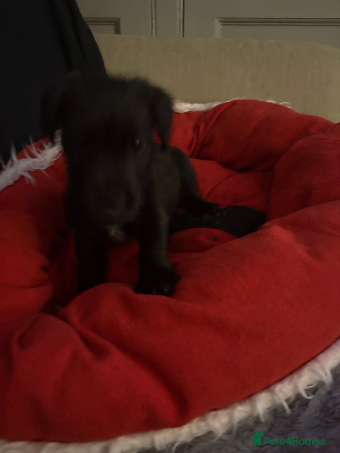 Patterdale Terrier dogs for sale: Patterdale  - Image 1