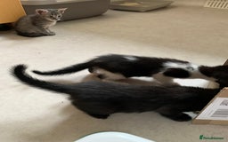 Siamese cats for sale: 3 half Siamese kittens  - Image 19