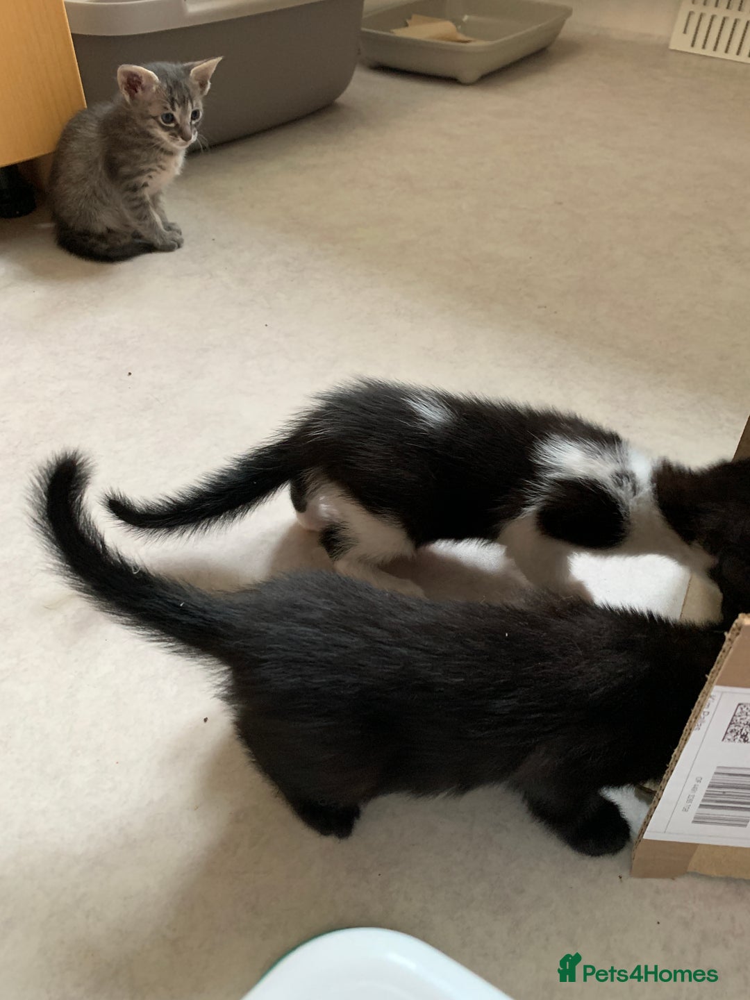 Siamese cats for sale: 3 half Siamese kittens  - Image 19