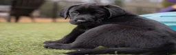 Labrador Retriever dogs for sale: Labrador puppies in Waterlooville - Advert 5