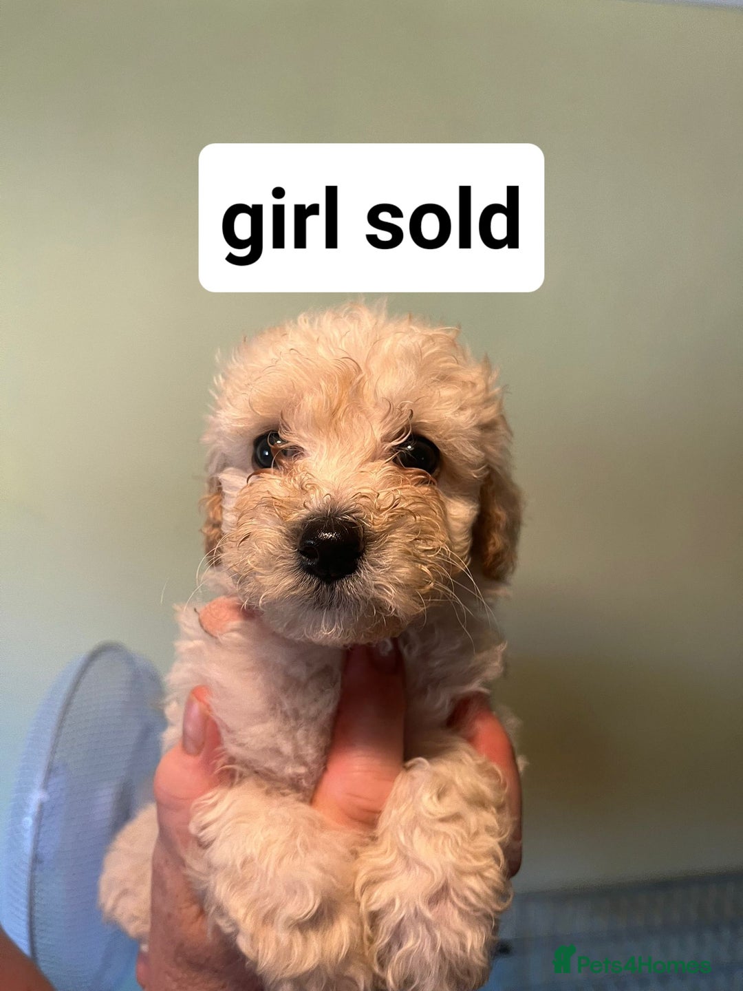 Poochon dogs for sale: 5 beautiful fluffy poochon puppies for sale - Image 5