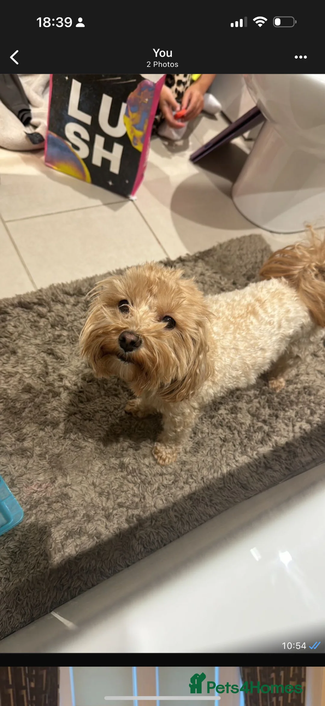 Maltipoo dogs for sale: Maltipoo F1b  - Advert 1