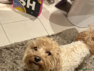 Maltipoo dogs Maltipoo F1b - Advert 6