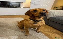 Mixed Breed dogs for sale: Beautiful pointer lab puppies!  - Image 17
