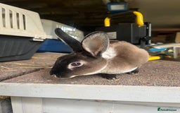 Rex rabbits for sale: Mini Rex does  - Image 3