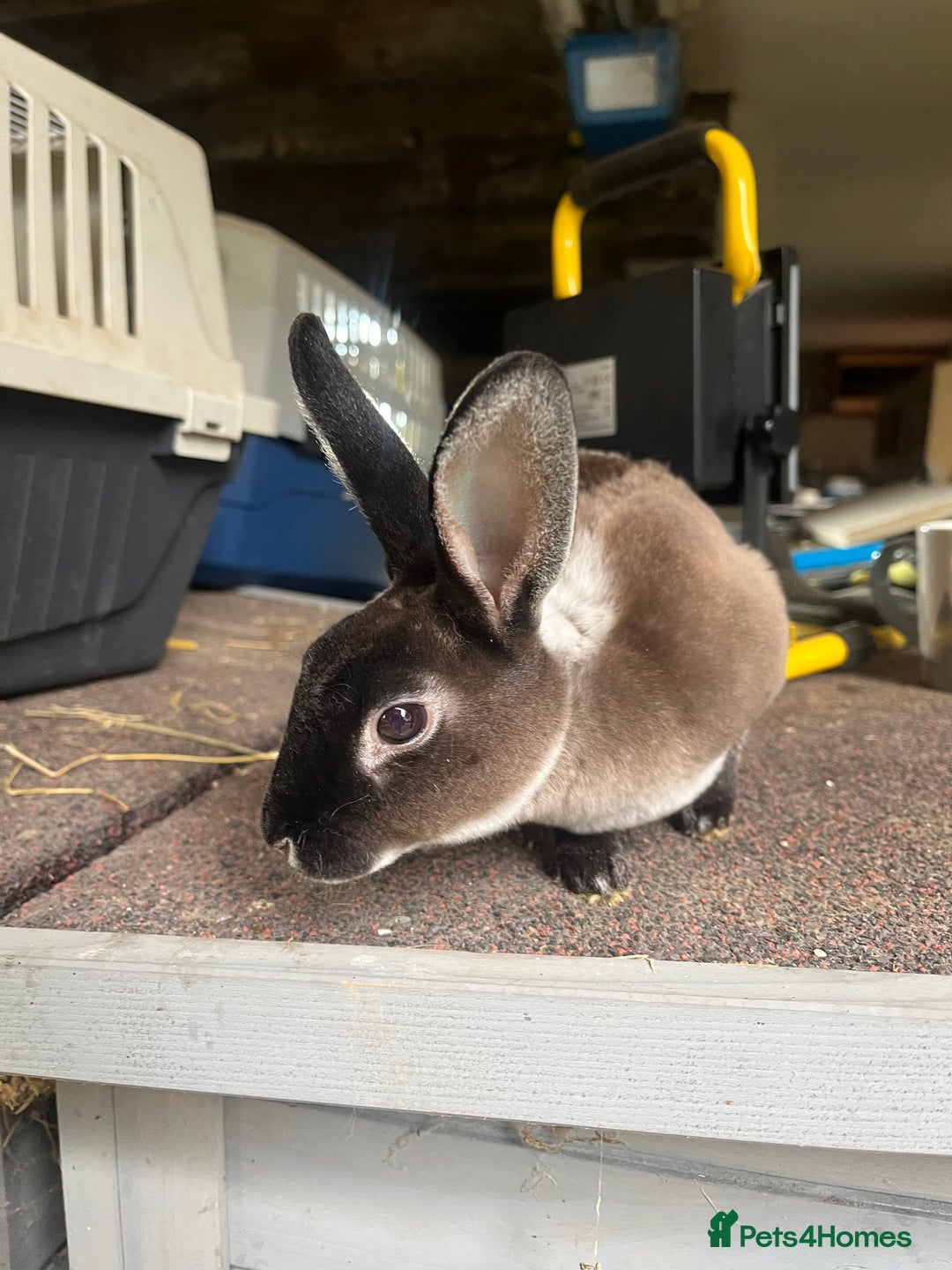 Rex rabbits for sale: Mini Rex does  - Image 3