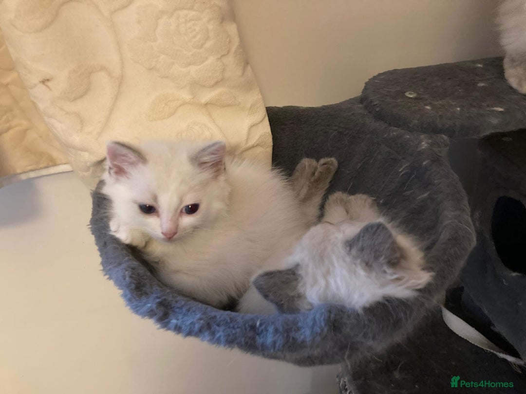 Ragdoll cats for sale: Ragdoll cross kittens  - Image 4