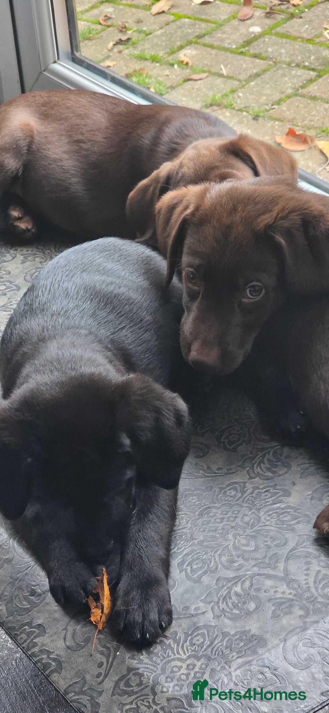 Labrador Retriever dogs for sale: Labrador Puppies Ready for Their Forever Homes🐶💛 - Image 22