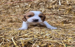 Sprocker dogs for sale: Hendrix the male sprocker available. - Image 25