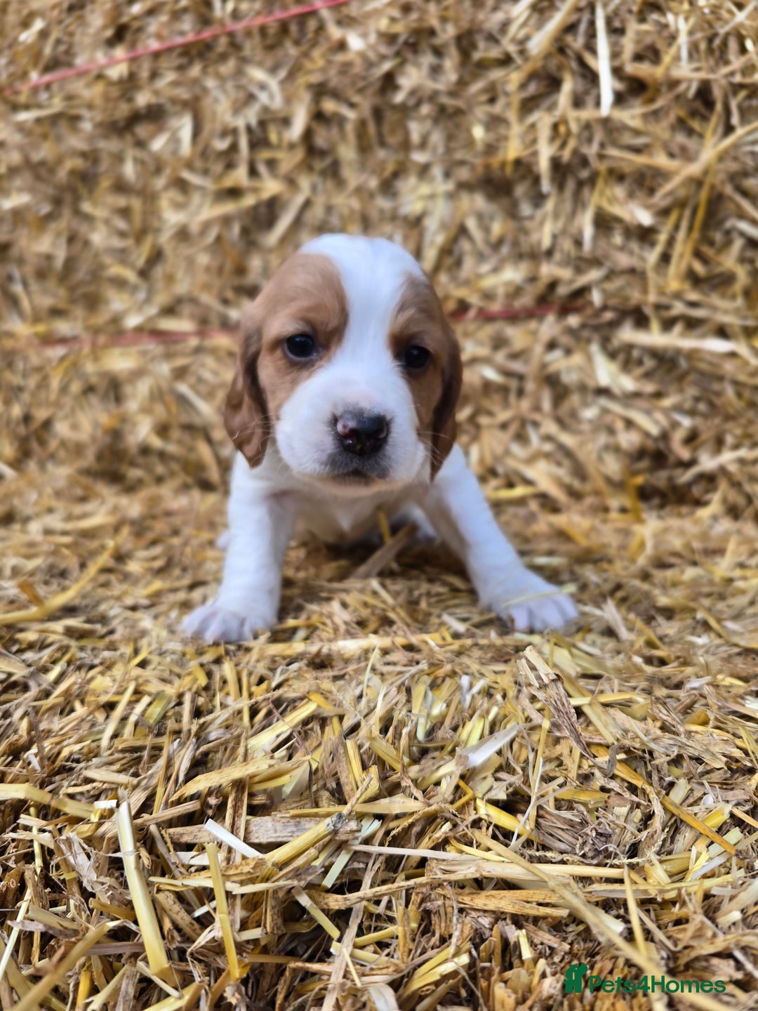 Sprocker dogs for sale: Hendrix the male sprocker available. - Image 25