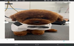 Jackapoo dogs for sale: Jackapoo x Asian toy poodle F1B - Image 17