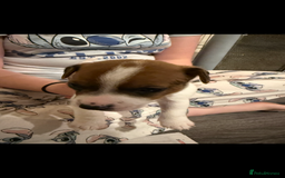 Jack Russell dogs for sale: Jack Russell puppies  - Image 4