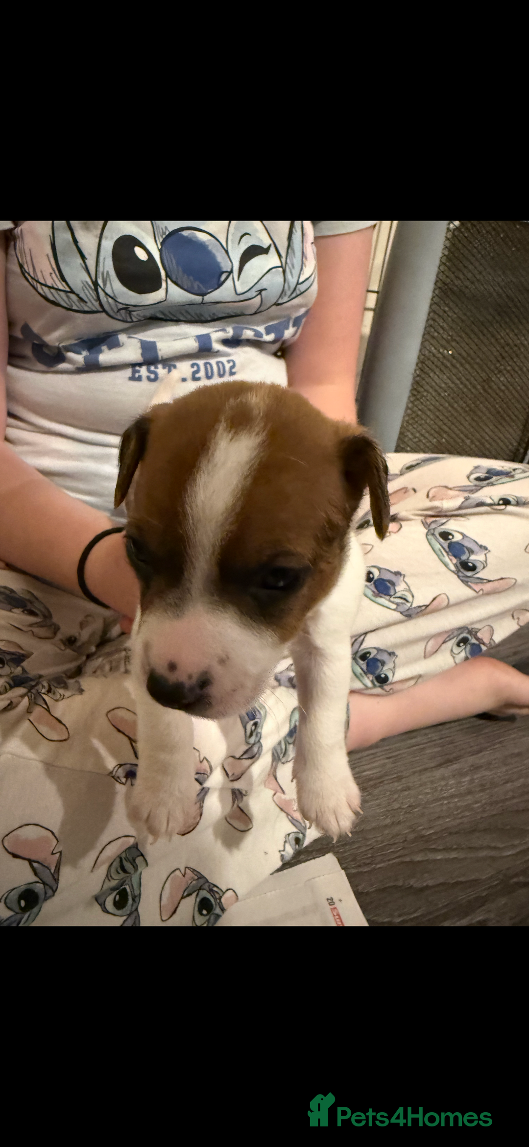 Jack Russell dogs for sale: Jack Russell puppies  - Image 4