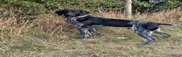 German Shorthaired Pointer dogs for sale: Male German Shorthaired Pointer  - Advert 4