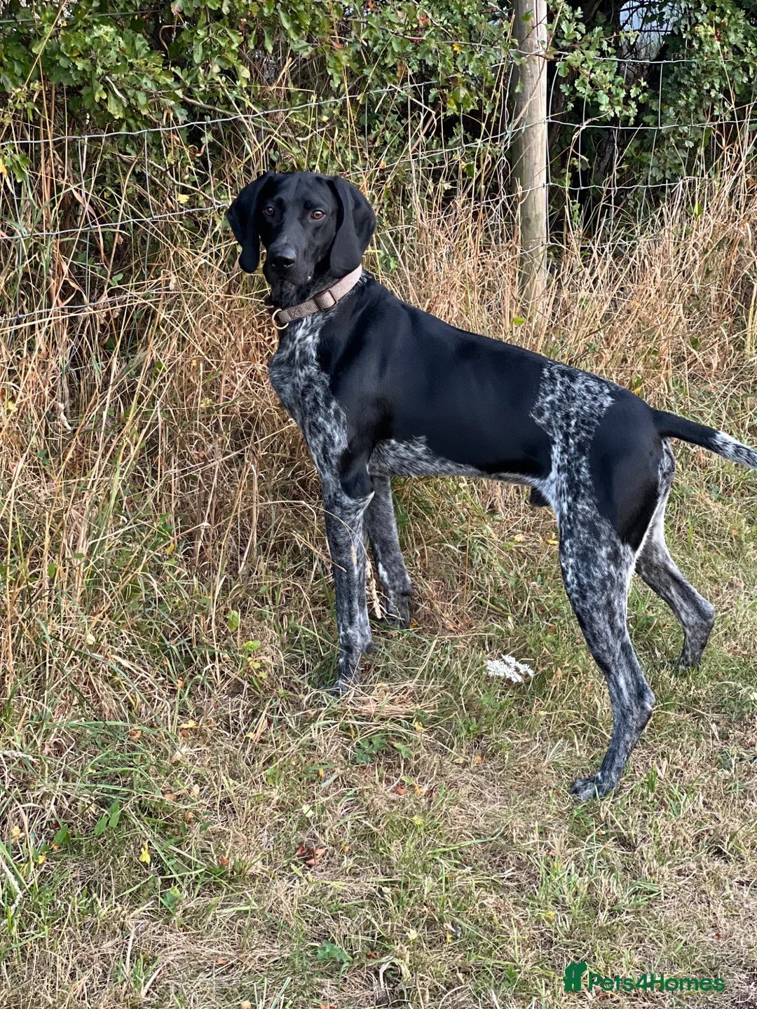 German Shorthaired Pointer dogs for sale: Male German Shorthaired Pointer  - Advert 4