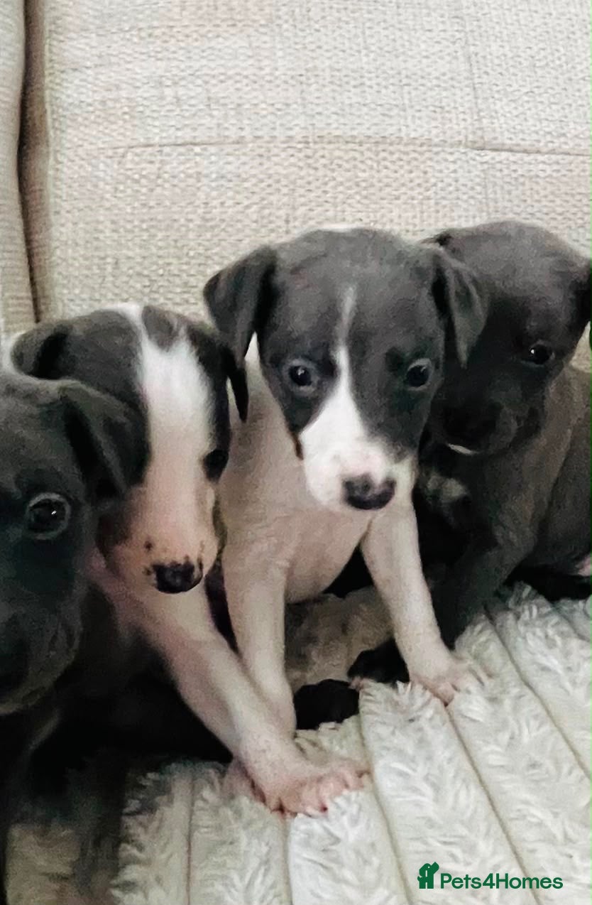 Whippet dogs Whippets  - Advert 2