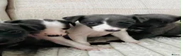 Whippet dogs for sale: Whippets  - Advert 2