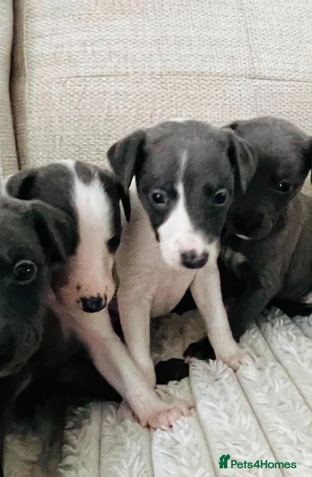 Whippet dogs for sale: Whippets  - Advert 2