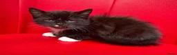 Mixed Breed cats for sale: Big Litter Big Love ❤️  - Advert 17