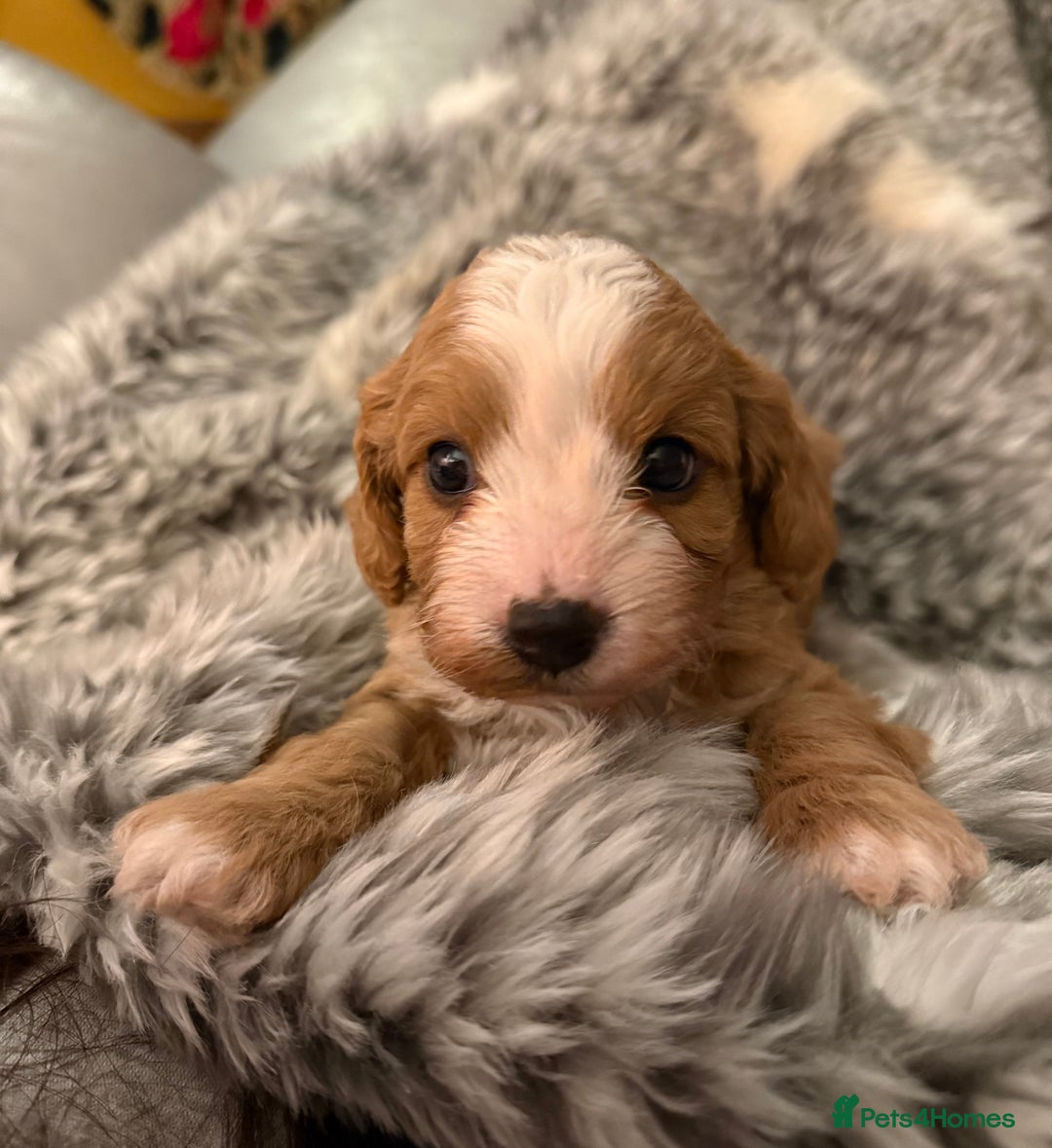 Cavapoo dogs for sale: Premium DNA Health Tested F1 Cavapoo Puppies - Advert 11