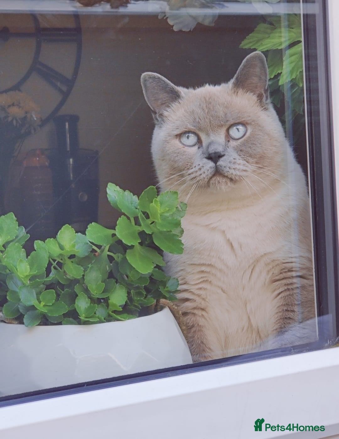 British Shorthair cats for sale: ‼️PRESTIGIOUS‼️🏆CH SIRED FEMAL - Advert 11