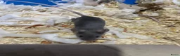 Mouse rodents for sale: 2 female mice  in Birmingham - Advert 5