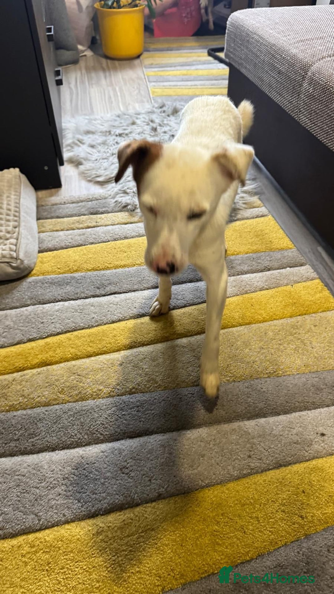 Mixed Breed dogs for adoption: Darling Dannie looking for his family - Advert 9