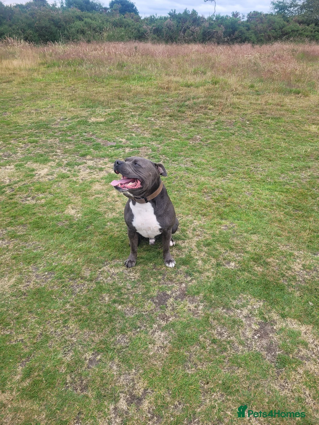 Staffordshire Bull Terrier dogs for stud: Blue Staffordshire bull terrier stud in Birmingham - Advert 11