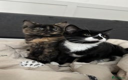 Domestic Shorthair cats for sale: 2 Female Sister Kittens.  - Image 2